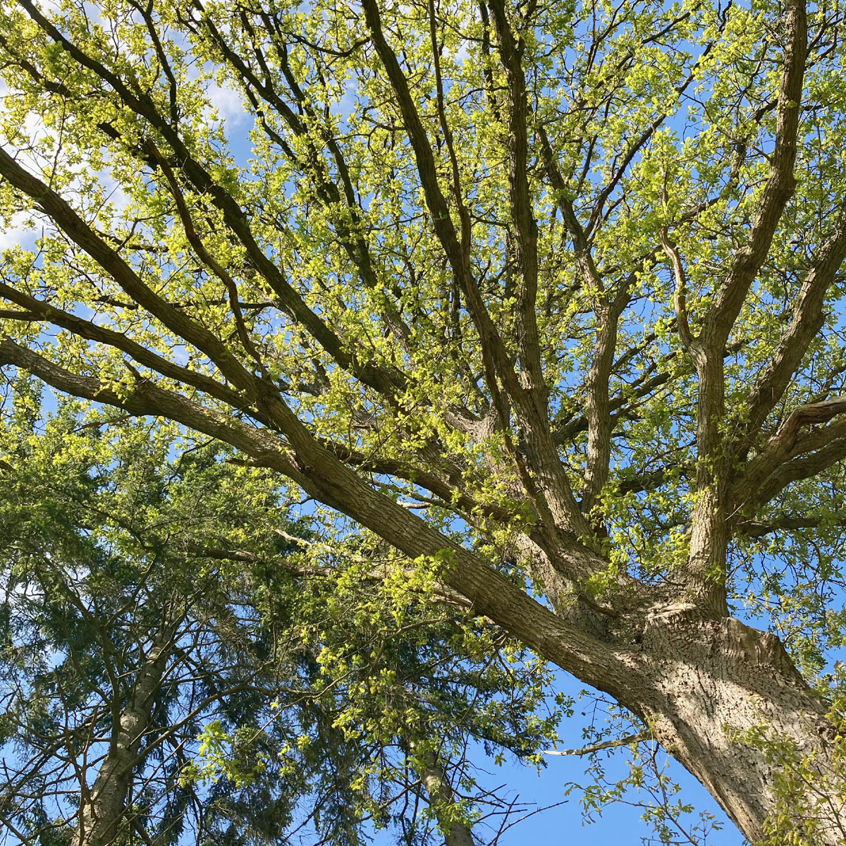 Blick in eine Baumkrone gegen den blauen Himmel, die Blätter des Baums sind jung und hellgrün