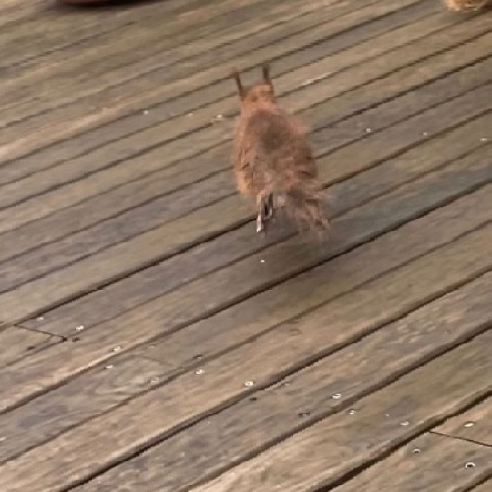rennendes Eichhörnchen