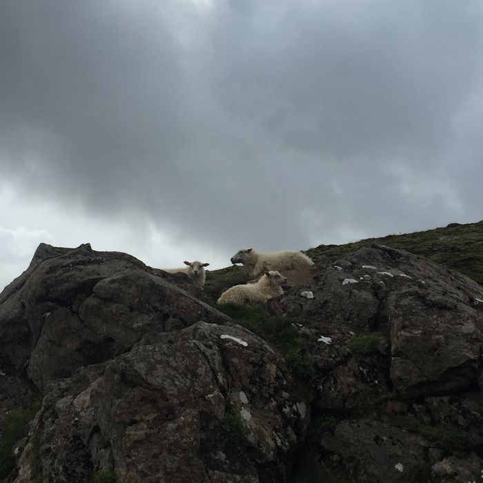 Drei Schafe liegen zwischen Steinen auf dem Gras