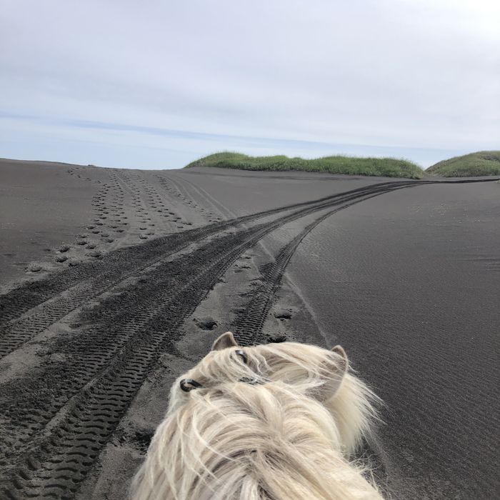 Pferd an schwarzem Strand