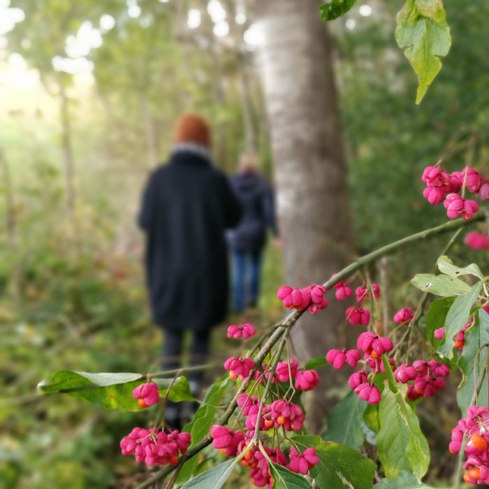 Strauch mit roten Beeren. Unscharf im Hintergrund laufen Nina und Zsuzsa durch die grüne Natur.